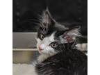 Adopt Bob (and Eugene) a Black & White or Tuxedo Domestic Longhair / Mixed (long