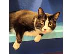 Adopt Luca a Domestic Shorthair / Mixed cat in Sioux City, IA (39178968)