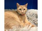 Adopt Little Bit a Domestic Shorthair / Mixed cat in Sioux City, IA (39178966)