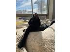 Adopt Clove a All Black Domestic Shorthair / Mixed (long coat) cat in Oklahoma