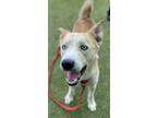 Adopt Maui a Siberian Husky / Shepherd (Unknown Type) / Mixed dog in Canton