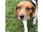 Adopt Dante a Tricolor (Tan/Brown & Black & White) Beagle / Mixed dog in