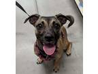 Adopt Penny a Brown/Chocolate - with Black Terrier (Unknown Type