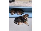 Adopt Mantis a Black - with Tan, Yellow or Fawn Golden Retriever / Beagle dog in