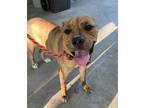 Adopt Nola a Red/Golden/Orange/Chestnut American Pit Bull Terrier / Mixed dog in