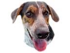 Adopt Roger a Tricolor (Tan/Brown & Black & White) Cattle Dog / Mixed dog in