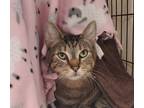 Adopt Zeus a Domestic Shorthair / Mixed cat in Oceanside, CA (39032484)