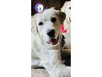 Adopt Zsa Zsa a Great Pyrenees / Mixed dog in Portland, OR (39063865)