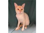 Adopt Bandit a Orange or Red (Mostly) Domestic Shorthair (short coat) cat in