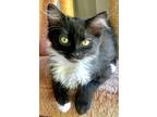 Adopt Zahaira a Black & White or Tuxedo Domestic Mediumhair (medium coat) cat in