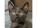 Adopt Marie a All Black Domestic Shorthair / Mixed (short coat) cat in Walnut