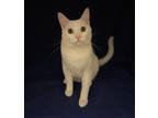 Adopt Cloud a White Domestic Shorthair (short coat) cat in Manitou Springs