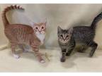 Adopt Thea, Catara, and Ealy a Brown Tabby Domestic Shorthair (short coat) cat