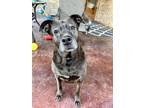 Adopt Luna IX (New Digs) a Black American Pit Bull Terrier / Mixed dog in