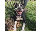 Adopt Shyla a Black American Pit Bull Terrier / Mixed dog in Springfield