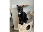Adopt Bailey a Domestic Shorthair / Mixed cat in Kelowna, BC (39012192)