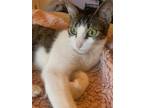 Adopt Silver (Meet me in the Adoption Room!) a Domestic Shorthair / Mixed cat in