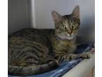 Adopt Petco Honey a Brown or Chocolate (Mostly) Domestic Shorthair / Mixed