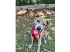 Adopt Louie a Brindle Catahoula Leopard Dog / Black Mouth Cur / Mixed dog in