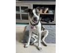 Adopt Angela a Australian Cattle Dog / Blue Heeler, Staffordshire Bull Terrier