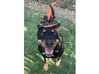 Adopt Gunner a Black - with Brown, Red, Golden, Orange or Chestnut Australian