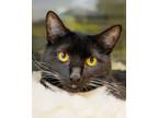 Adopt Olive a Domestic Shorthair / Mixed cat in Novato, CA (39046489)