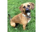 Adopt Lainie a Tricolor (Tan/Brown & Black & White) Beagle / Boxer / Mixed dog