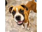 Adopt Gypsy a Tan/Yellow/Fawn Boxer / Mixed dog in Dumont, NJ (39003454)