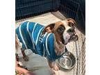 Adopt Dakota a Boxer / Mixed dog in Dumont, NJ (39003437)