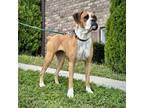Adopt Truly a Tan/Yellow/Fawn Boxer / Mixed dog in Dumont, NJ (39003431)