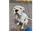 Adopt Balboa a White Boxer / Mixed dog in Dumont, NJ (39011376)