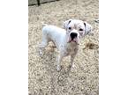 Adopt Sandy a White Boxer / Mixed dog in Gray, LA (38991187)