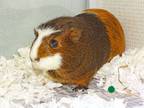 Adopt MISTLETOE a Guinea Pig