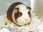 Adopt ORNAMENT a Guinea Pig