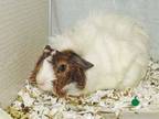 Adopt BLIZZARD a Guinea Pig