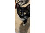 Adopt 66150a Haven-Pounce Cat Cafe a All Black Domestic Shorthair / Domestic