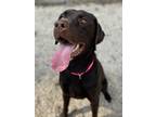 Adopt MoonPie a Brown/Chocolate Labrador Retriever / Mixed dog in Voorhees