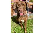 Adopt Marley a Brown/Chocolate Labrador Retriever / Mixed dog in Voorhees