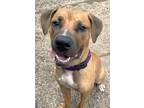 Adopt Althea a Brown/Chocolate American Pit Bull Terrier / Mixed dog in