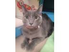 Adopt Tyler a Gray or Blue Domestic Shorthair / Domestic Shorthair / Mixed cat