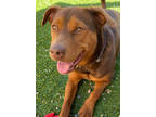 Adopt Skittles a Brown/Chocolate American Pit Bull Terrier / Mixed dog in Rio