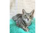 Adopt Butterfly a Gray, Blue or Silver Tabby Domestic Shorthair / Mixed (short