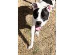 Adopt LOUIS - loving social sweetheart a White - with Black American