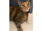 Adopt Sasha a Tortoiseshell Domestic Shorthair / Mixed (short coat) cat in
