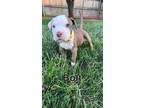 Adopt Nala's Pup Bolt a Brown/Chocolate - with White Pit Bull Terrier / Mixed