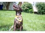 Adopt Nutmeg a Black Pit Bull Terrier / Labrador Retriever / Mixed dog in