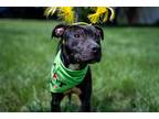 Adopt Stella a Black Pit Bull Terrier / Mixed dog in Rockville, MD (39032968)