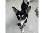 Adopt Candi a Black Husky / Mixed dog in Eufaula, OK (39063387)
