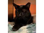 Adopt Binx a Domestic Shorthair / Mixed (short coat) cat in Logan, UT (39177766)