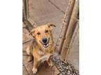 Adopt FERRIS a Red/Golden/Orange/Chestnut Australian Cattle Dog / Mixed dog in